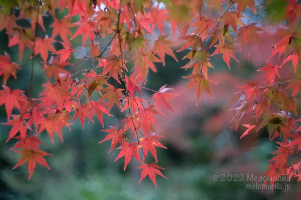 秋の京都知恩院の紅葉
